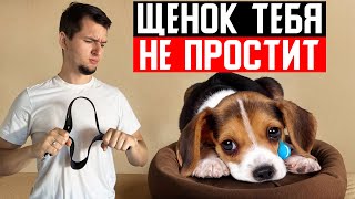 видео: Щенок НИКОГДА не будет ПОСЛУШНЫМ | 5 основных ошибок картинка: Щенок НИКОГДА не будет ПОСЛУШНЫМ | 5 основных ошибок