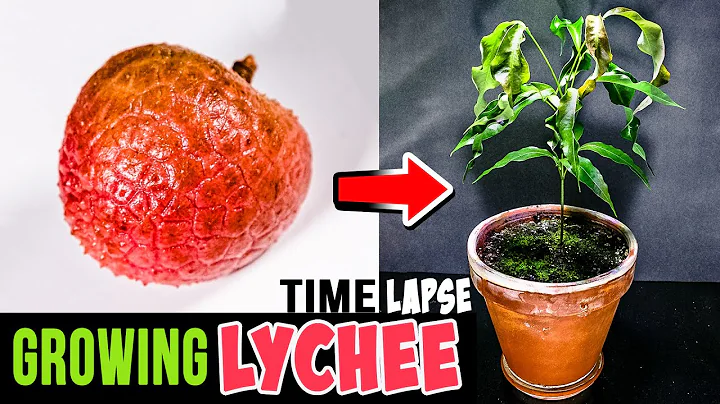 Growing Lychee Tree From Seed (76 Days Time Lapse) - DayDayNews