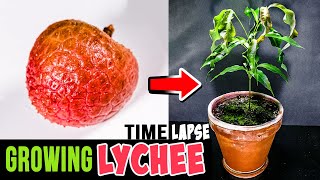 Growing Lychee Tree From Seed 76 Days Time Lapse
