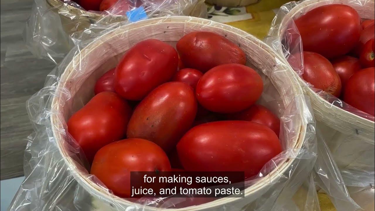 How to Grow Plum Tomatoes YouTube