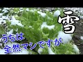 積雪地域で野菜セットを定期販売するとしたらどうあがく？
