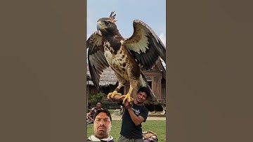 Javan hawk eagle and bird of paradise👍👍👍👍🤪🤪🤪🤪