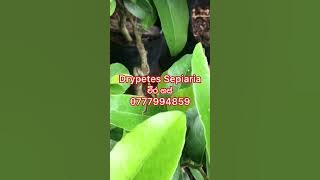 Drypetes Sepiaria