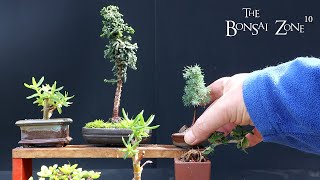 Creating More Tiny Trees, The Bonsai Zone, May 2023