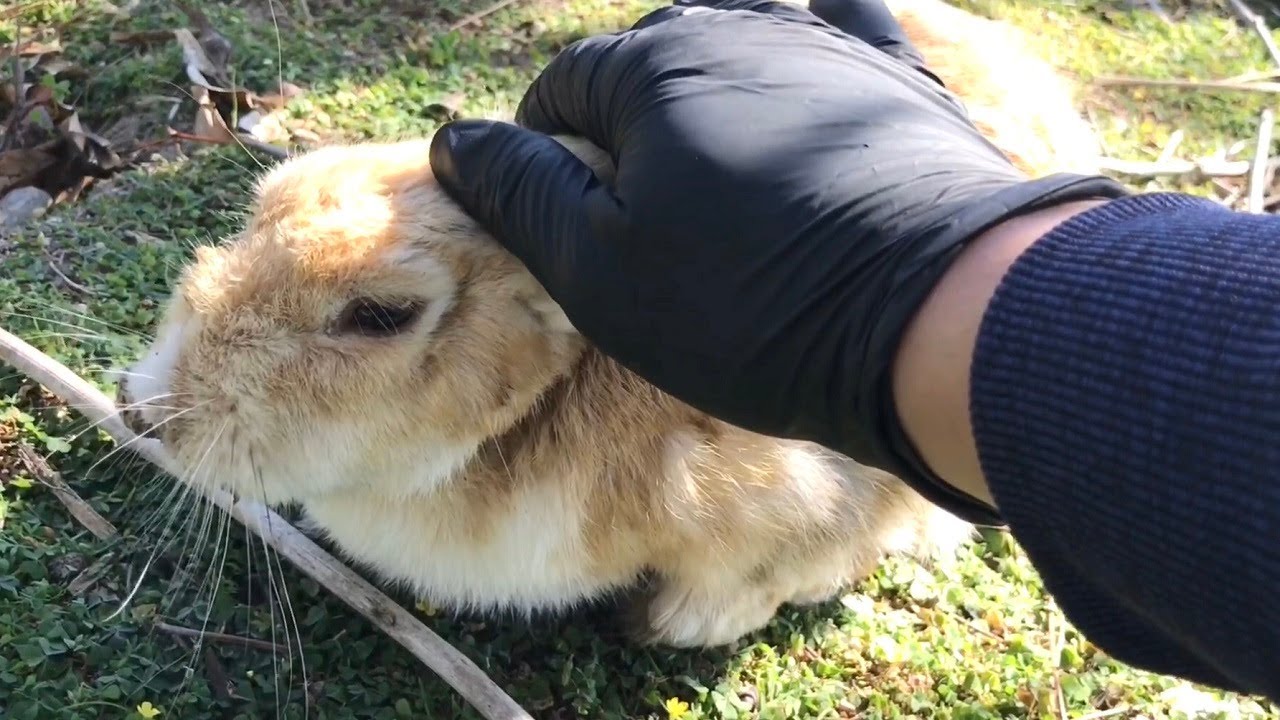 I couldn't resist petting a rabbit and it melted like ice cream.