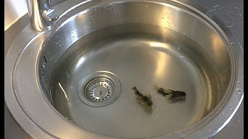 AMAZING SWIMMING MOTION Streamer!!! - Handsome Shane Sculpin - Fly Tying Tutorial