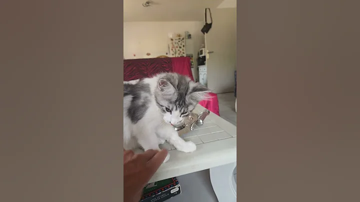 Video 11417161: maine coon growing, little maine coon