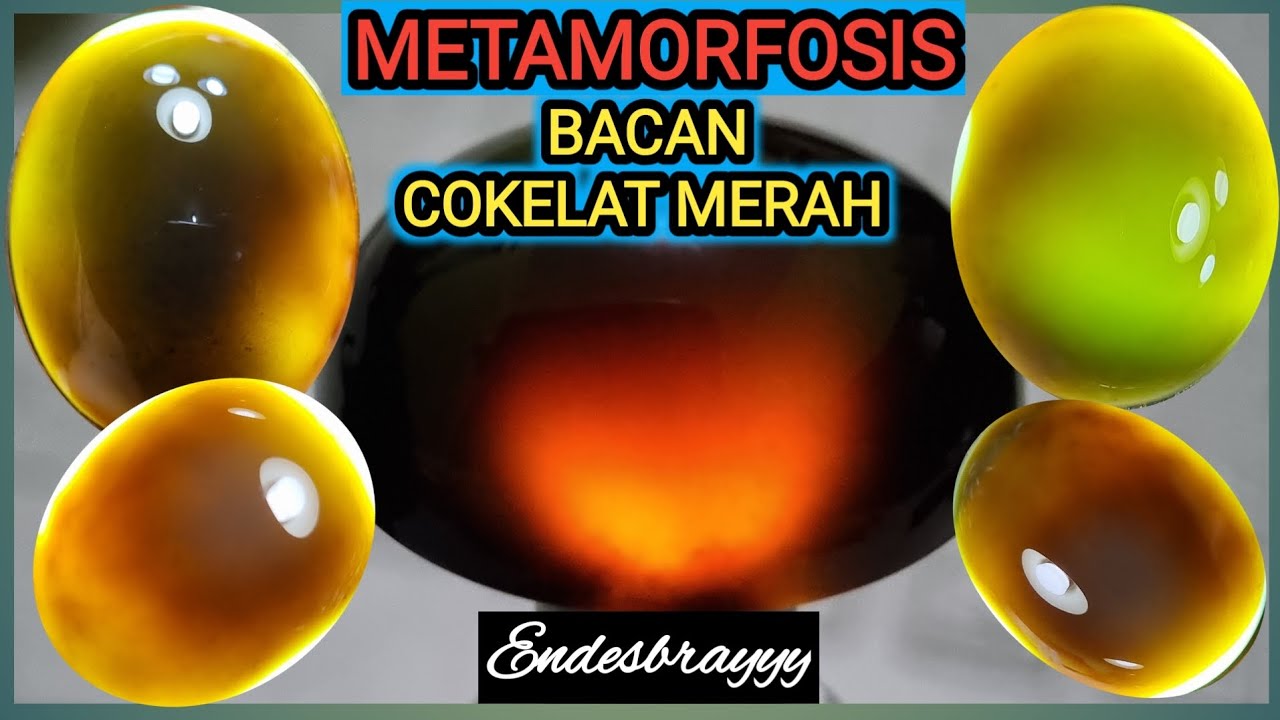 BACAN COKELAT TERBAIK || INCARAN PARA KOLOEKTOR