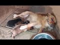 Please save my puppies the poisoned mother dog spend her last energy begging to save her babies