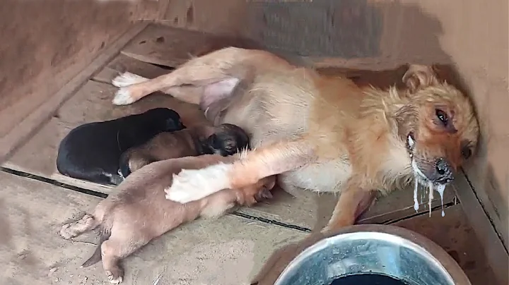 "Please save my puppies", the poisoned mother dog spend her last energy begging to save her babies - DayDayNews