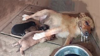 'Please save my puppies', the poisoned mother dog spend her last energy begging to save her babies