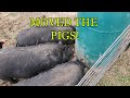 Moved The Pigs To Their Summer Location | American Guinee Hog