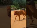 DORY THE FRENCH MASTIFF Dog Short Youtubeshorts Youtube Doguedebordeaux Trending Viral DORY THE FRENCH MASTIFF Dog Short Youtubeshorts Youtube Doguedebordeaux Trending Viral