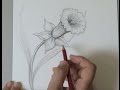 10  Coloriage De Jonquille A Imprimer