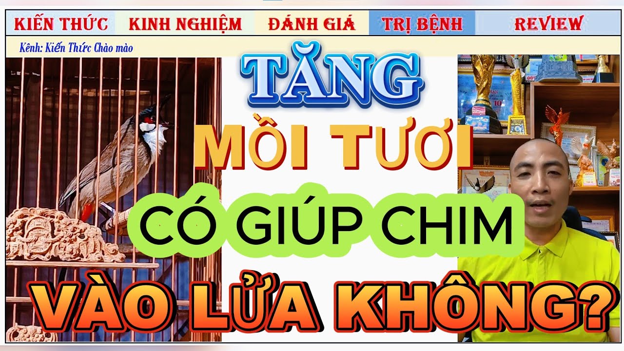 Chăm Chim Mãi không có Lửa thì có nên Tăng mồi tươi hay không?