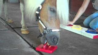 Amos the Wonder Horse Learns How to Do a Puzzle! screenshot 4