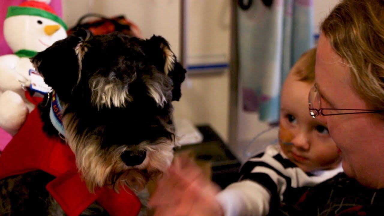 schnauzer therapy dog