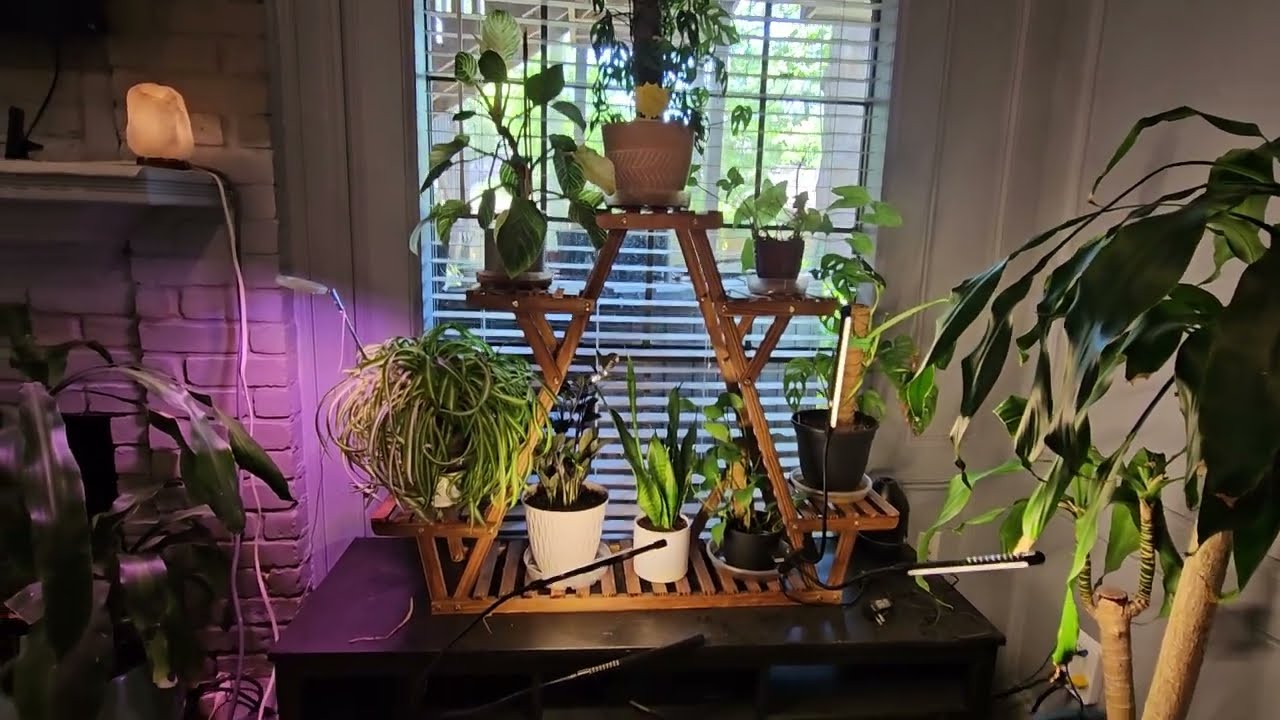 #indoorjungle