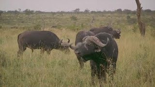 The big business of South Africa's game farms screenshot 4
