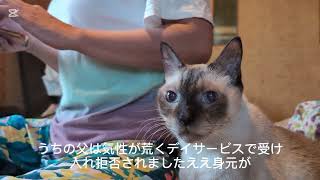 超眠くなる動画#猫#どうでもいい話#sleep#猫