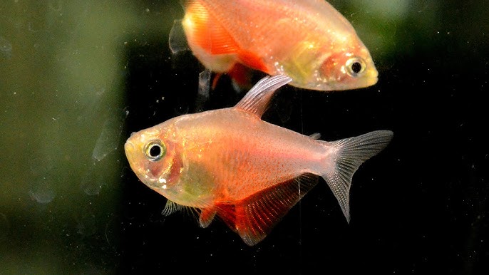 TETRA - FLAME / VON RIO Hyphessobrycon flammeus - Aquatics Unlimited