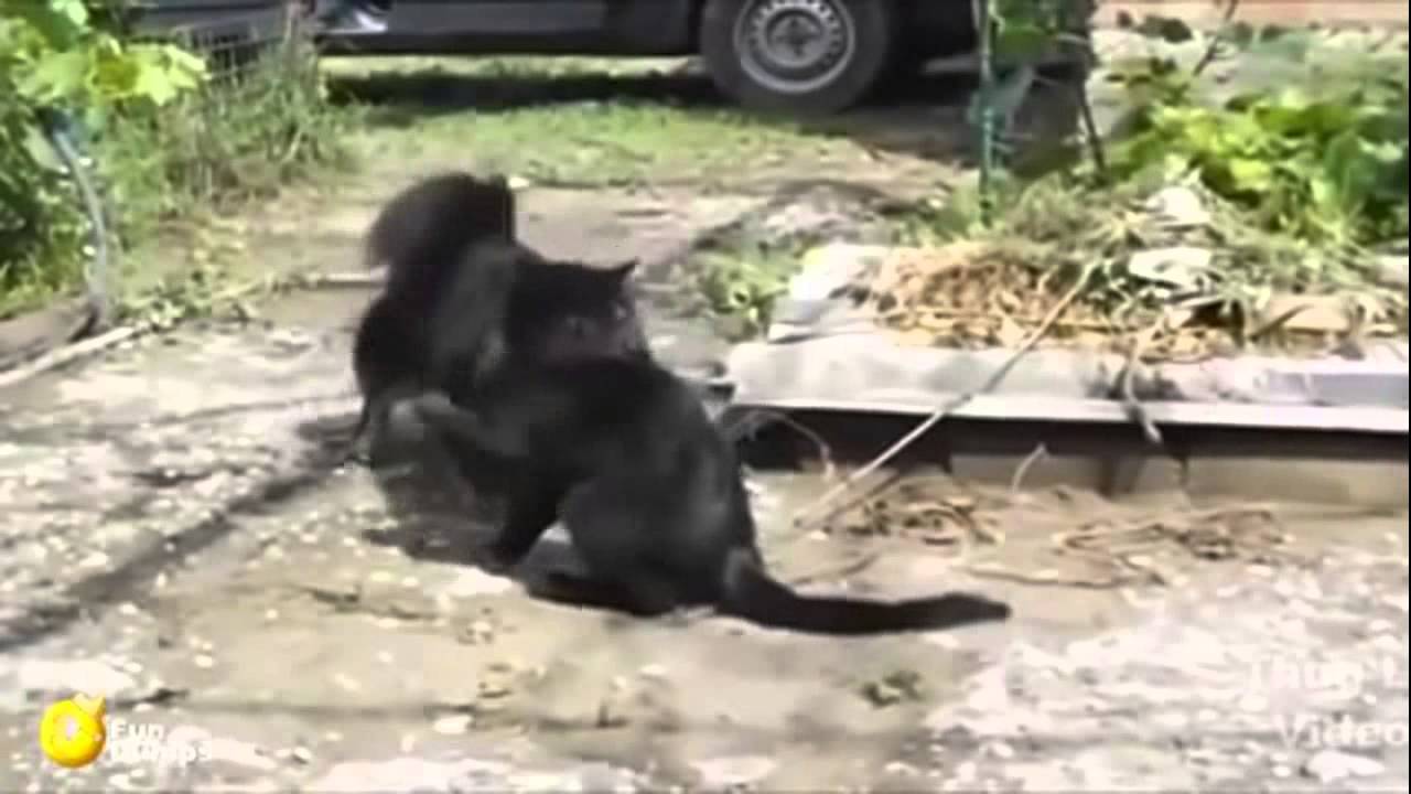 sapi gagal kawin - YouTube