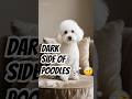 3 dark truths about poodles 🐩👀 #DogFacts #DarkTruths #AnimalSecrets #Shorts