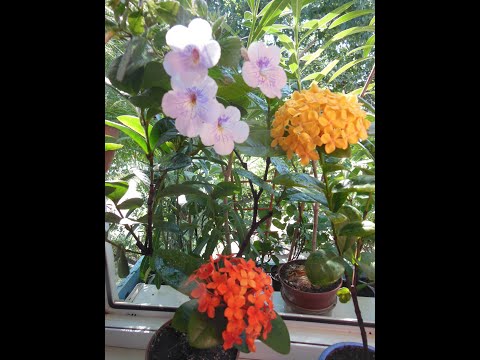 Только цветущие, комнатные растения. Иксора,Абелия,Азалия,Брунфельсия,Иохрома, Жасмин и другие
