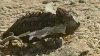 The Namib Desert Coast - 2 3