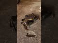 OMG!! #amazing #crab #fishing #shortvideo #