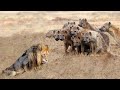 Best Wild Animals -  Lions And Hyena Fight