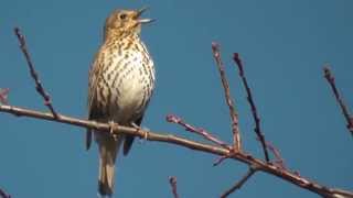 Song Thrush Nonstop Singing Sounds !