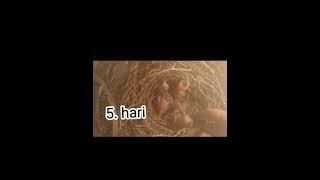 cara meloloh cendet umur 0 hari sampai nangkring