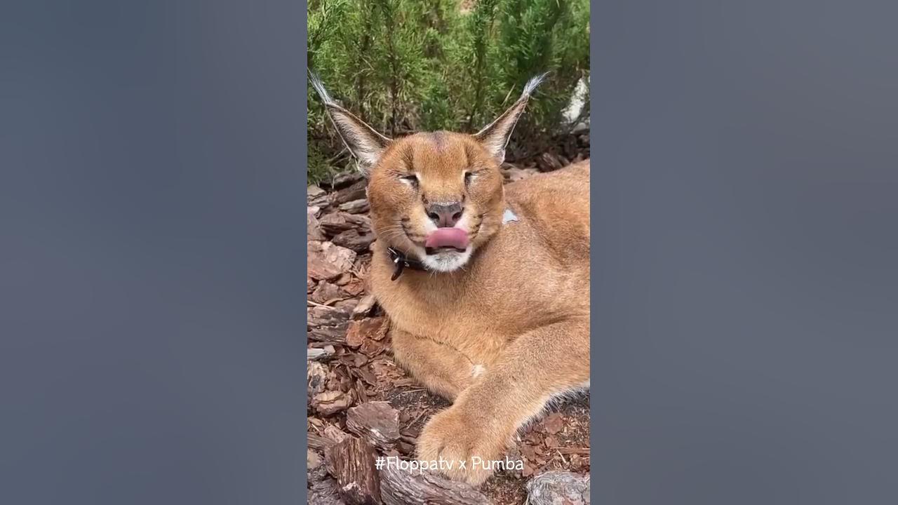 Caracal Pumba No Hissing Day : Floppa #shorts - YouTube