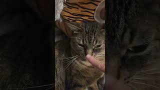 Amiga Goes Uhn Tiss Uhn Tiss Uhn Tiss.