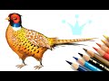 Fasan zeichnen lernen 🐦Vogel malen mit Deni 🐦Zeichnung mit Buntstiften 🐦 How to draw a pheasant bird