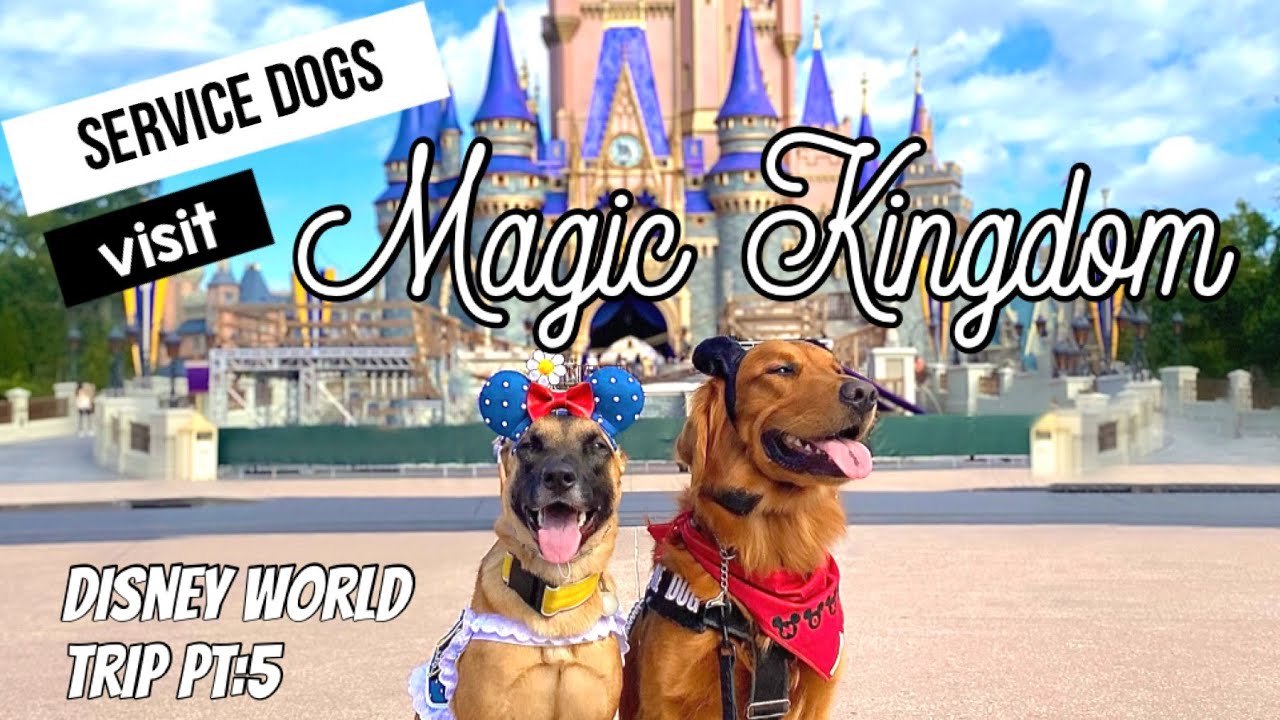 Are Service Dogs Allowed In Disney World