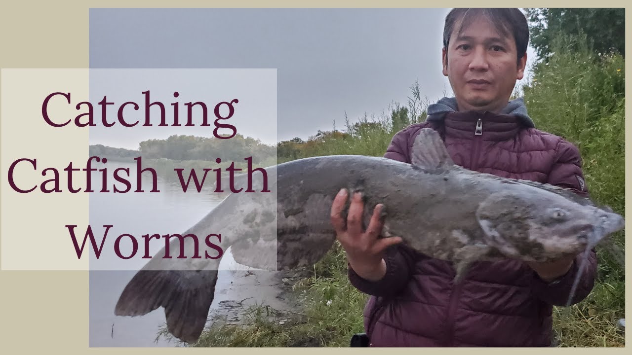 How to Catch Catfish in a Lake  Catching Catfish with Worms 