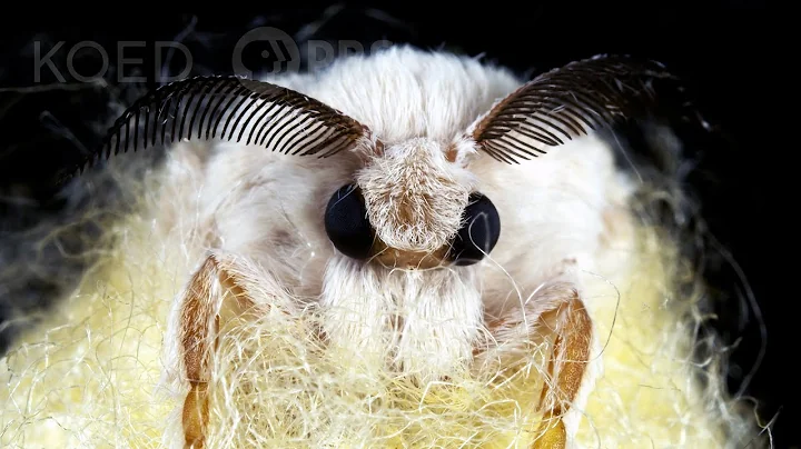 Silkworms Spin Cocoons That Spell Their Own Doom |...
