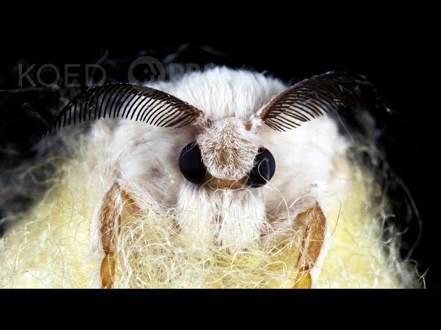 Silkworms Spin Cocoons That Spell Their Own Doom | Deep Look