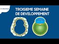 Troisième semaine de développement - Embryologie générale
