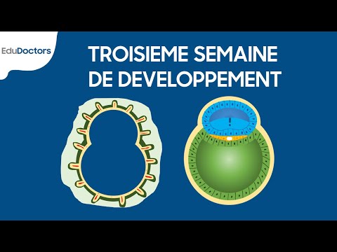 Vidéo: La neurulation se produit-elle après la gastrulation ?