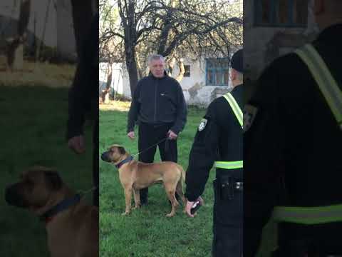 Реакция Полиции  на Собаку без намордника
