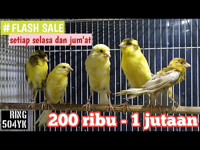 FLASH SALE KENARI 504YK BIRD FARM ‼️part 21 class=