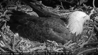 Shadow's first night shift FOBBV CAMBig Bear Bald Eagle Live Nest - Cam 1