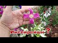 Мои клематисы, названия некоторых надо уточнить! Супер способ формировки клематиса! И крик души !