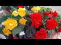 БЕГОНИЯ Клубневая как сохранить любимые цветы и клубни зимой