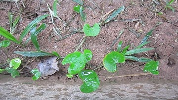 Tshuaj pw tsaug zog zoo noj mov qab