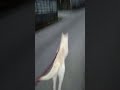 自宅が見えると猛ダッシュする老犬16歳 #shorts #dog #老犬 #雑種犬