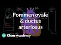 Foramen ovale and ductus arteriosus | Circulatory system physiology | NCLEX-RN | Khan Academy